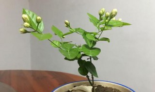 漂香膝花怎样换盆（飘香膝花能不能晒太阳）