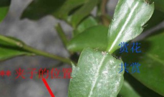 叶仙嫁接蟹爪兰教程 叶仙嫁接蟹爪兰方法视频