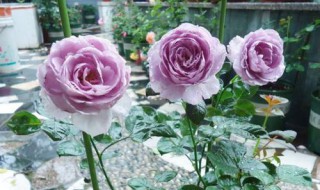 月季小苗如何养壮（月季小苗如何养壮惠惠的花园）