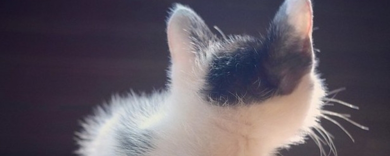 微信头像不能用猫是什么说法（微信头像为什么不可以用猫）