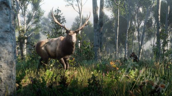 荒野大镖客2红腹啄木鸟在哪（荒野大镖客2啄木鸟 北美红雀）