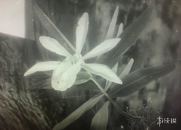 荒野大镖客2异宝植物一览（荒野大镖客2异宝植物一览）