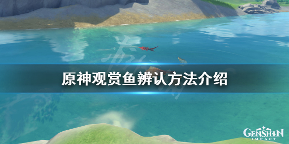 原神观赏鱼怎么得（原神观赏鱼怎么获得）