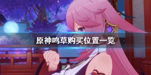 原神鸣草在哪买（原神鸣草在哪买?）