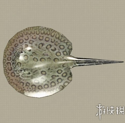 尼尔机械纪元钓鱼全鱼类收集攻略 钓鱼成就怎么完成 Arowana