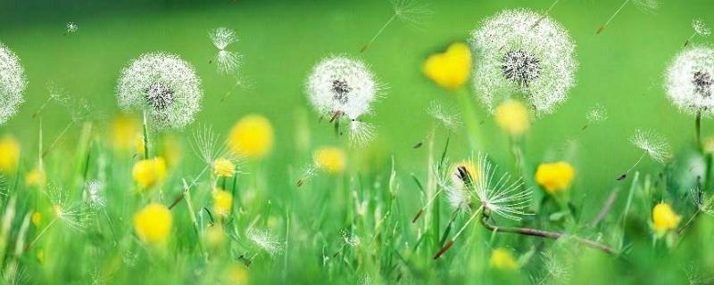 蒲公英是不是花 蒲公英是不是花原神答案错误