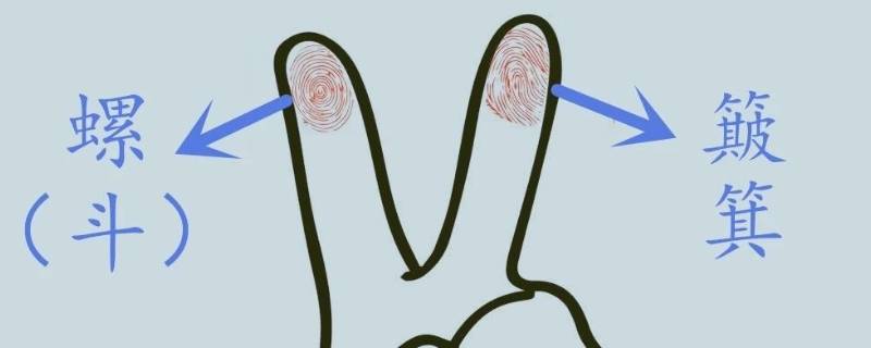 手指斗和簸箕如何区分（手指簸箕和斗的区别）