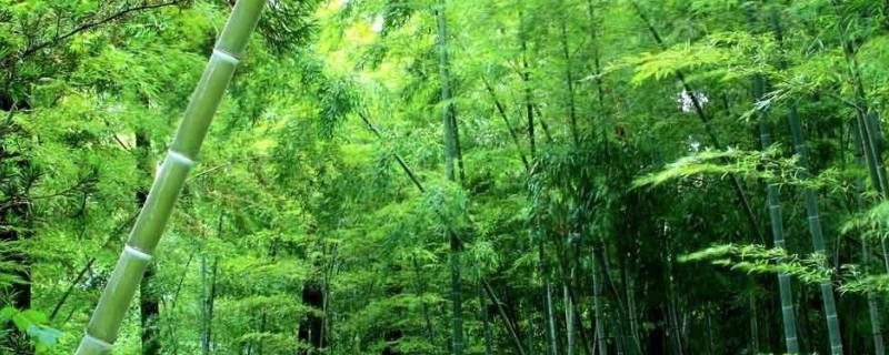 竹子象征着什么（菊花象征着什么）