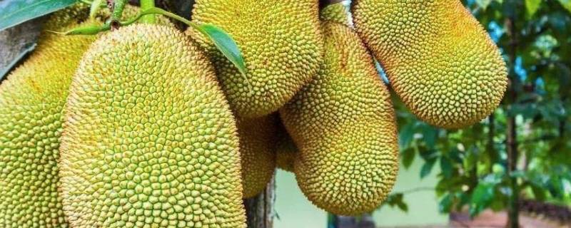 菠萝蜜的保存方法及保存时间 菠萝蜜保存方法 时间