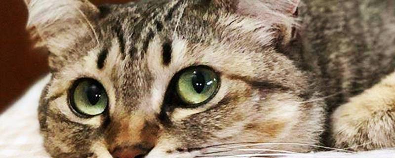 关于猫的谜语 关于猫的谜语(有趣的