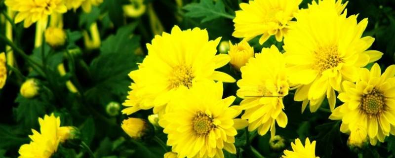 菊花的香味怎么形容（菊花的香味怎么形容句子）