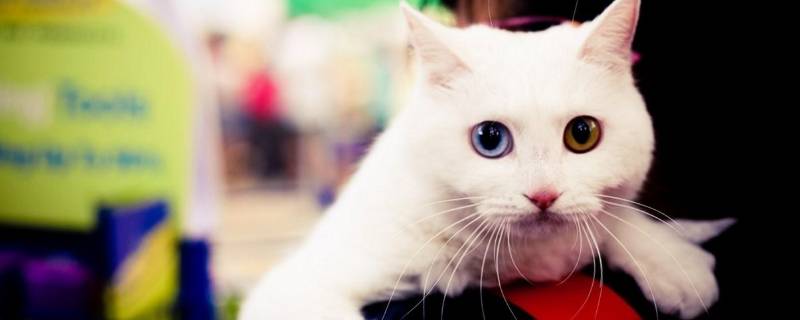 国际猫咪节是几月几日 国际猫猫节