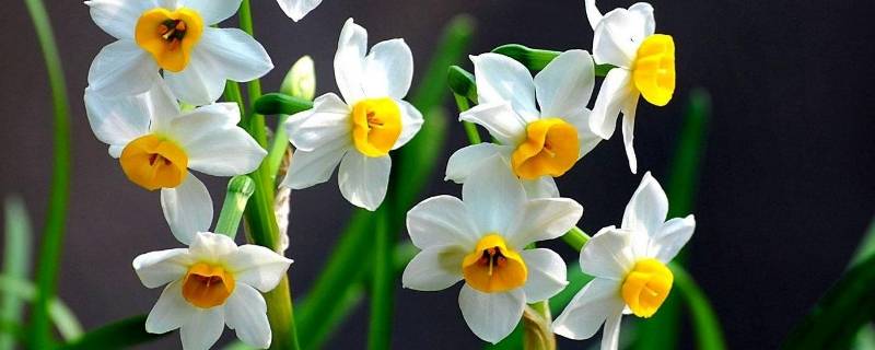 对水仙花的感悟 对水仙花的感悟怎么写
