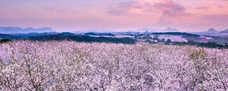 贵阳樱花园在哪里 贵阳附近樱花园