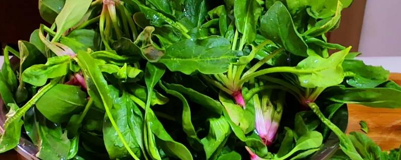 菠菜的吉祥寓意（菠菜寓意和象征）