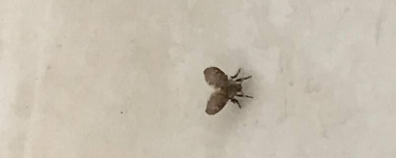 卧室小飞虫怎么生出来的（卧室小飞虫怎么生出来的虫子）