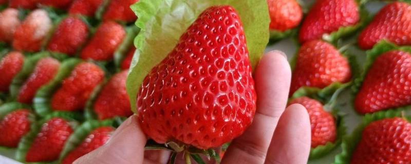 丹东99草莓与普通草莓区别（丹东99草莓和普通草莓的区别）