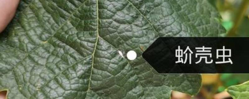 土壤里的蚧壳虫怎样彻底消灭（怎样根治蚧壳虫）