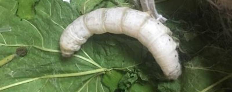 万缕千丝是什么动物 万缕青丝是什么动物