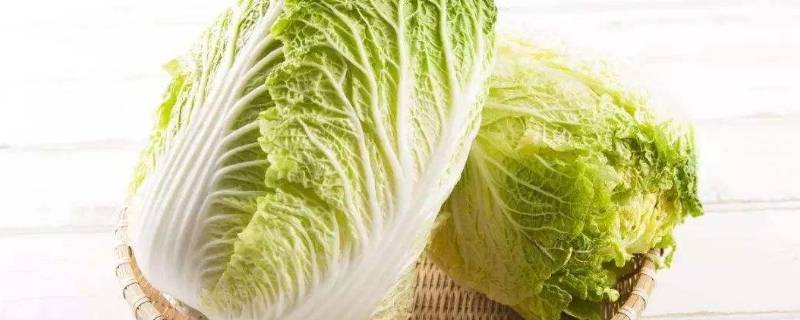 大量储存白菜方法 大量储存白菜方法是什么