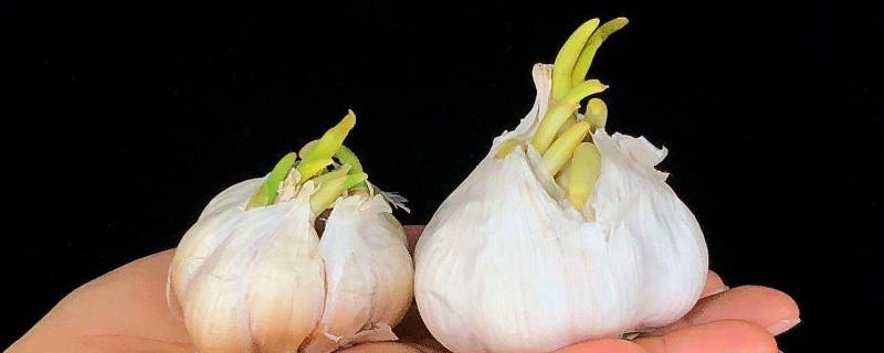 蒜头发芽了还能吃吗（蒜头发芽了还能吃吗有毒吗）
