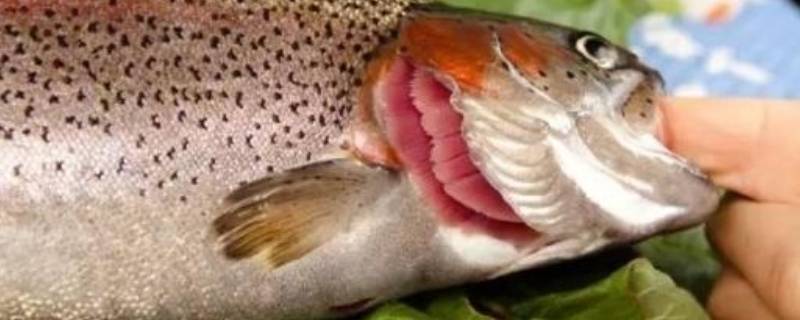 鱼鳃里面白色像弹簧能吃吗（鱼鳃里白色絮状物）