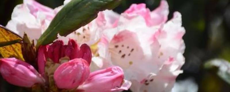 索玛花在哪个地方（索玛花是哪里）