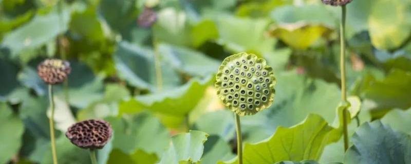 送人莲蓬的寓意是什么 送人莲蓬的寓意是什么意思