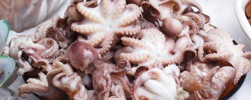 八爪鱼的内脏不清理可以吃吗 八爪鱼的内脏不清理可以吃吗视频