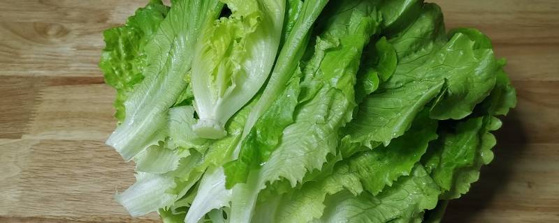 生菜种子需要泡水吗 生菜种子直接种还是先催芽好