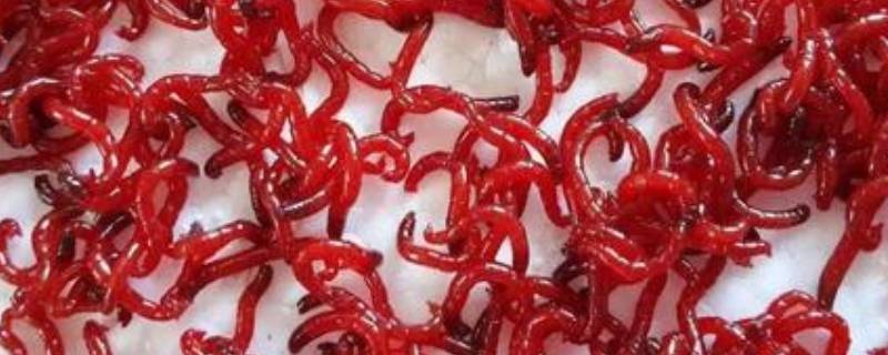 红虫如何保存一个月 红虫如何保存一个月 温度10度左右
