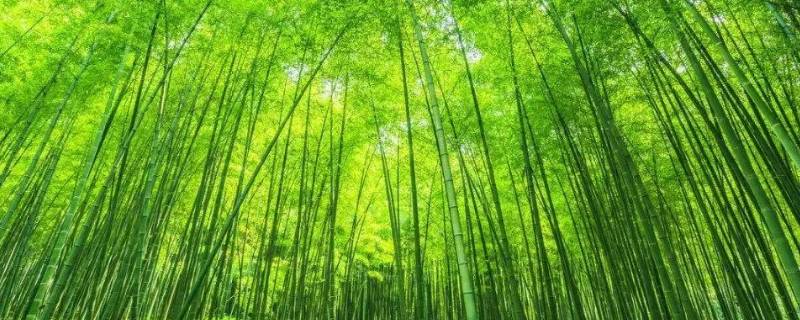 竹的文化寓意 竹的文化寓意有哪些