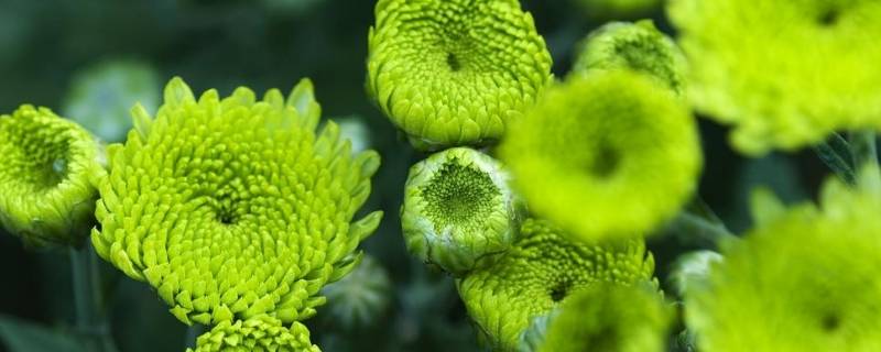 绿菊花的花语和寓意（家里千万不能养菊花）