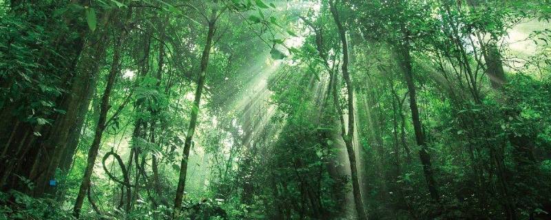 尾巴植物学家称它为 热带雨林尖尾巴植物学家称它为
