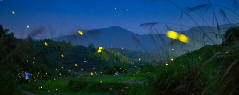 夏天的夜晚有什么动物（夏天的夜晚有什么动物在唱歌）