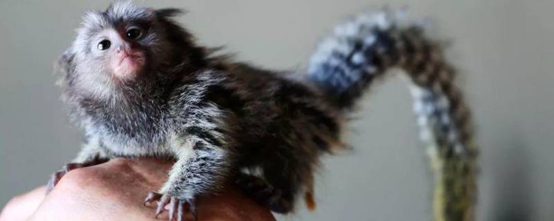 世界上最小的猴子（世界上最小的猴子品种）
