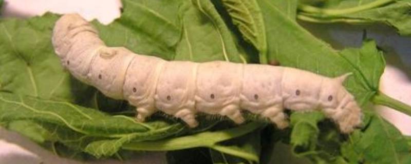 蚕是昆虫吗