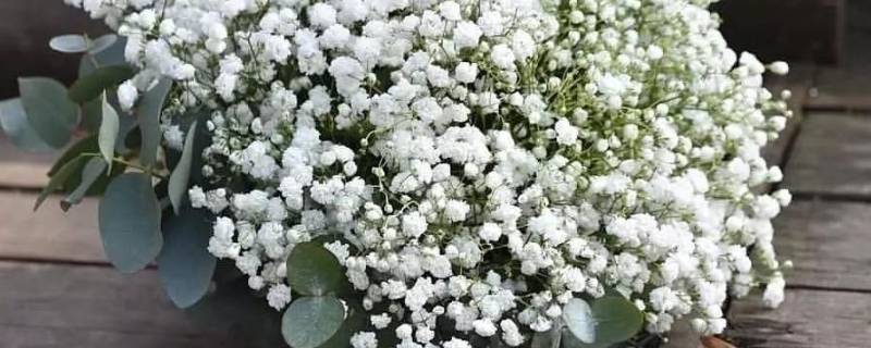 满天星的花语 满天星的花语和寓意
