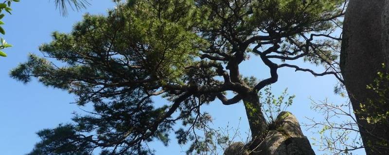 南方松树为什么没有松子（南方松树为什么没有松子树）