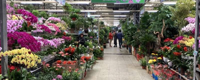 北京花卉市场批发市场在哪里 北京 花卉批发市场