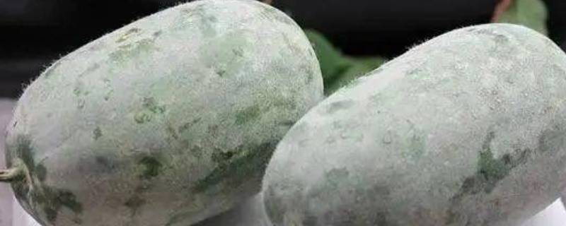 冬瓜皮上的白霜能吃吗 冬瓜皮上白霜的作用与功效