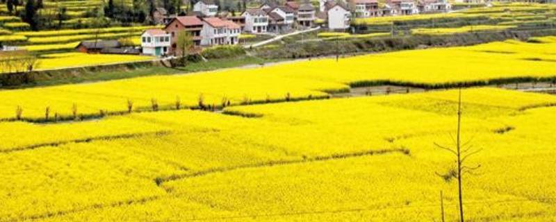 汉中平原面积有多大（四川三大平原）