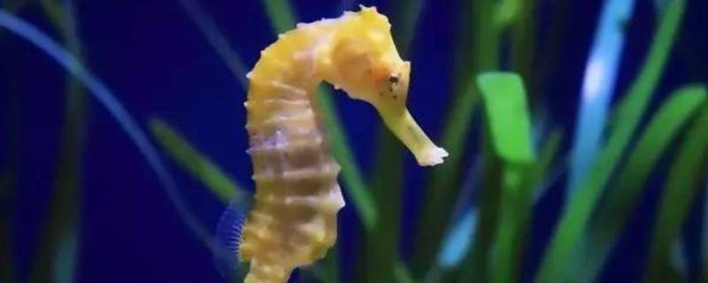 海马是爸爸生的吗（海马是爸爸生的吗?）