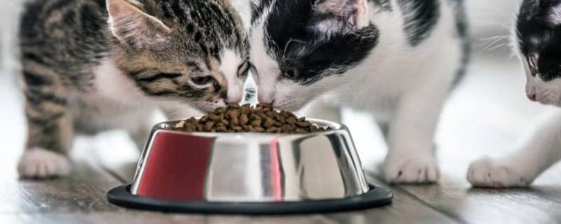 过期的猫粮属于什么垃圾 过期的猫粮属于什么垃圾啊
