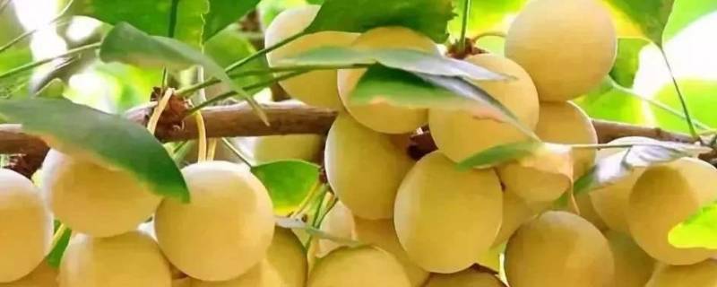 银杏树结的果子叫什么（银杏树结的果子叫什么果）