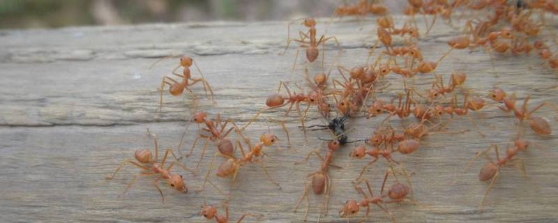 家里有小黄蚂蚁怎么办能除根 小黄家蚁用手捏死有毒吗