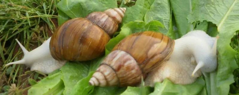 白玉蜗牛有寄生虫吗（人工白玉蜗牛有寄生虫吗）