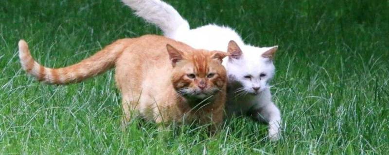 家猫和野猫的区别 家猫和野猫的区别是什么