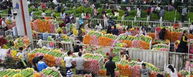 斗南鲜花批发市场在哪里 斗南鲜花批发市场联系方式