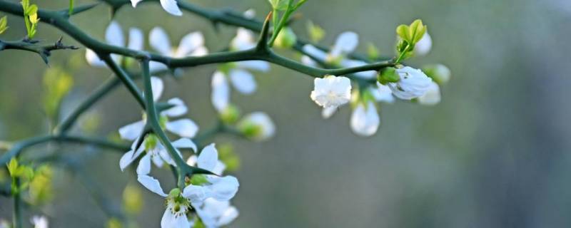东风是什么季节（东风是什么季节吹的风）